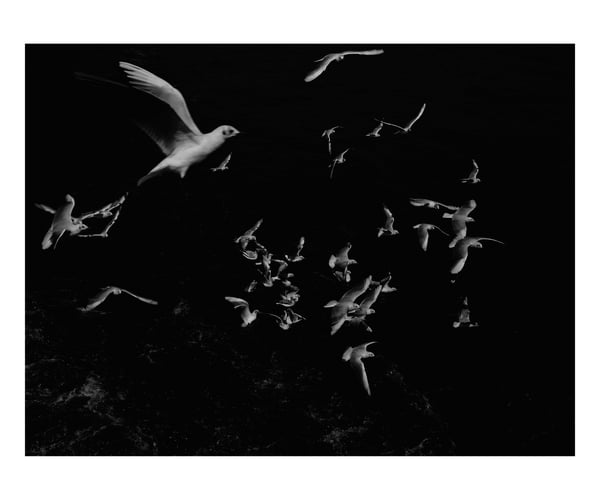 Image of Seagulls over the Sea