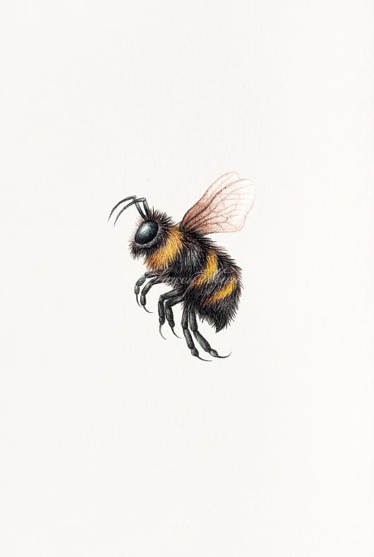 Image of Bee - Fine Art Print