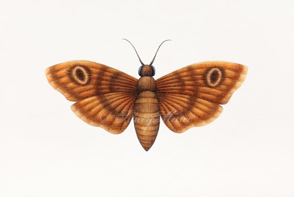 Image of Moth - Fine Art Print
