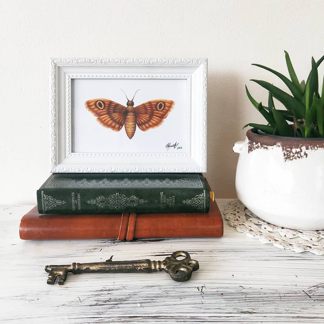 Image of Moth - Fine Art Print