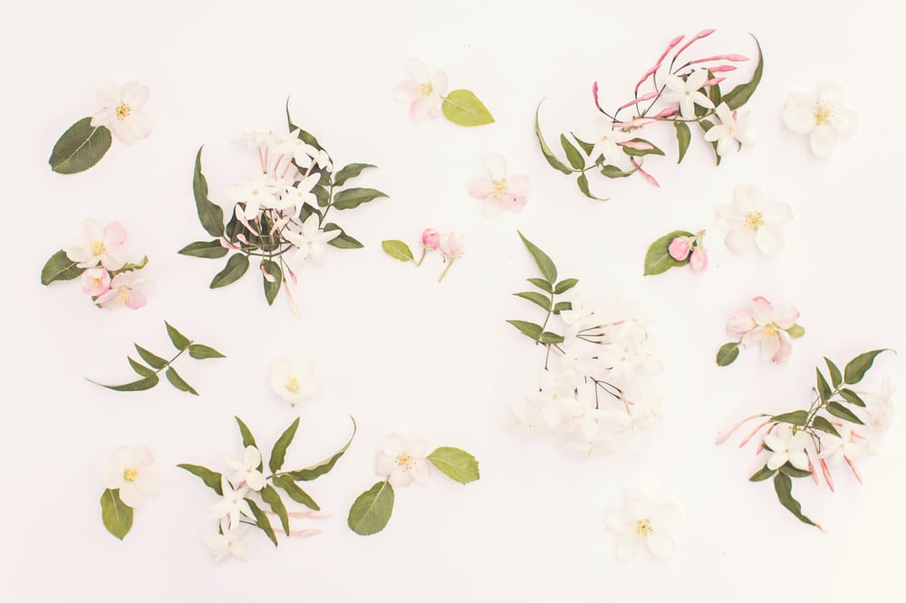 Image of September - Jasmine & Japanese Quince x12