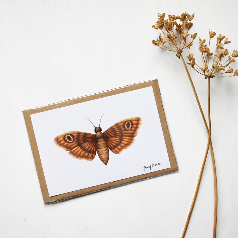 Image of Moth - Fine Art Print