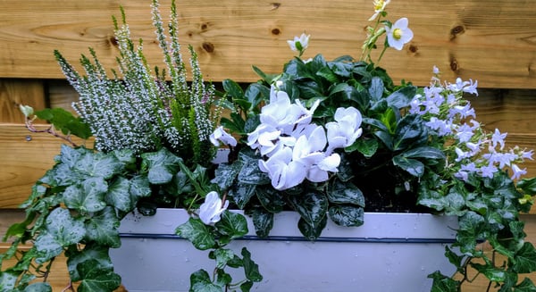 Image of White on White September Balcony Box