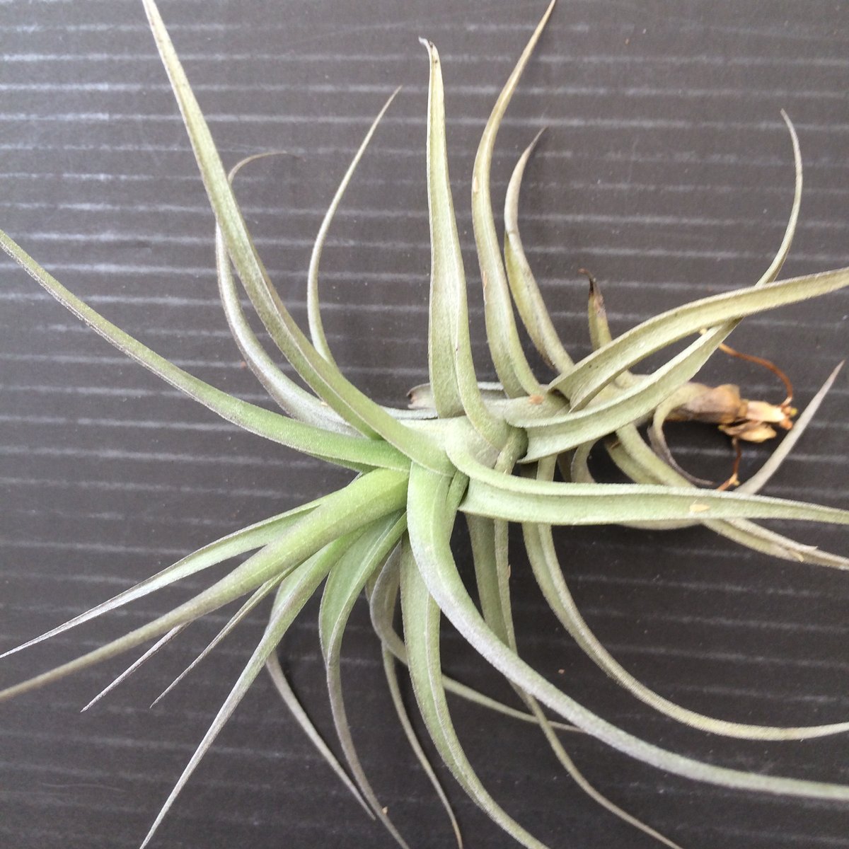 Tillandsia special offer | Every Picture ltd
