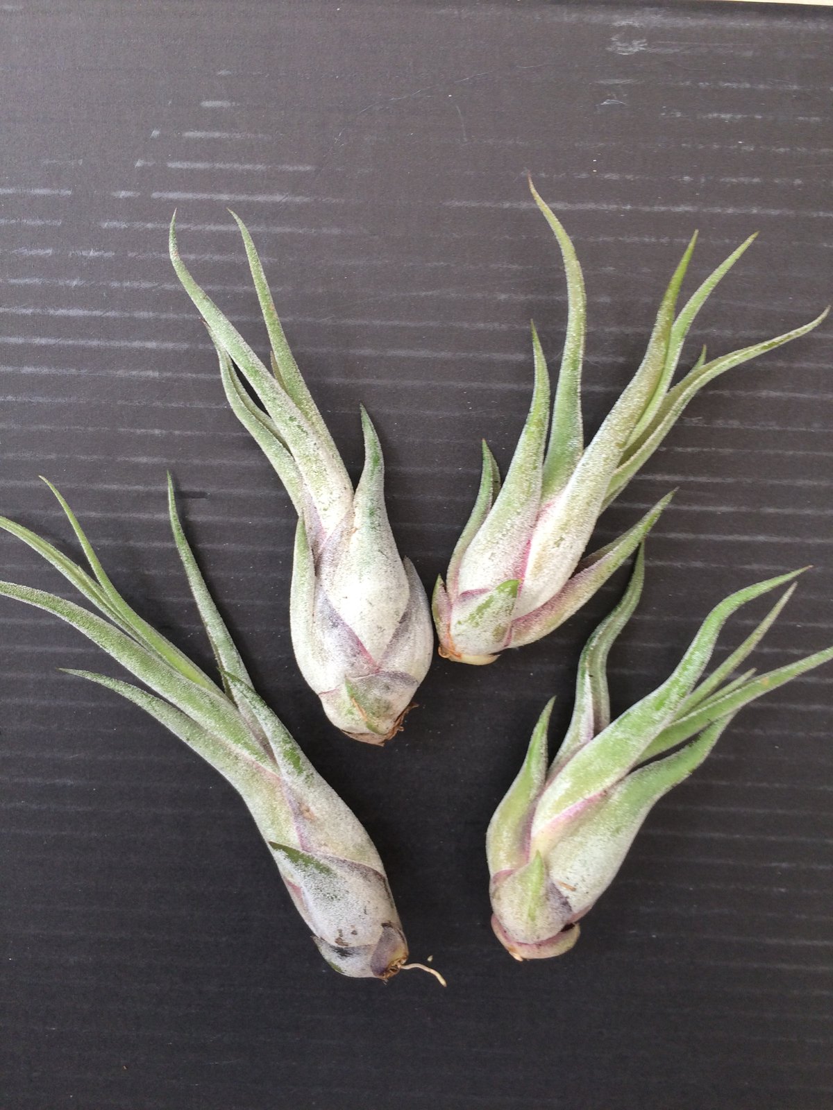 Image of Tillandsia mix special offer