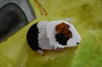 Image 1 of SECONDS- Guinea pig brooch - white brown