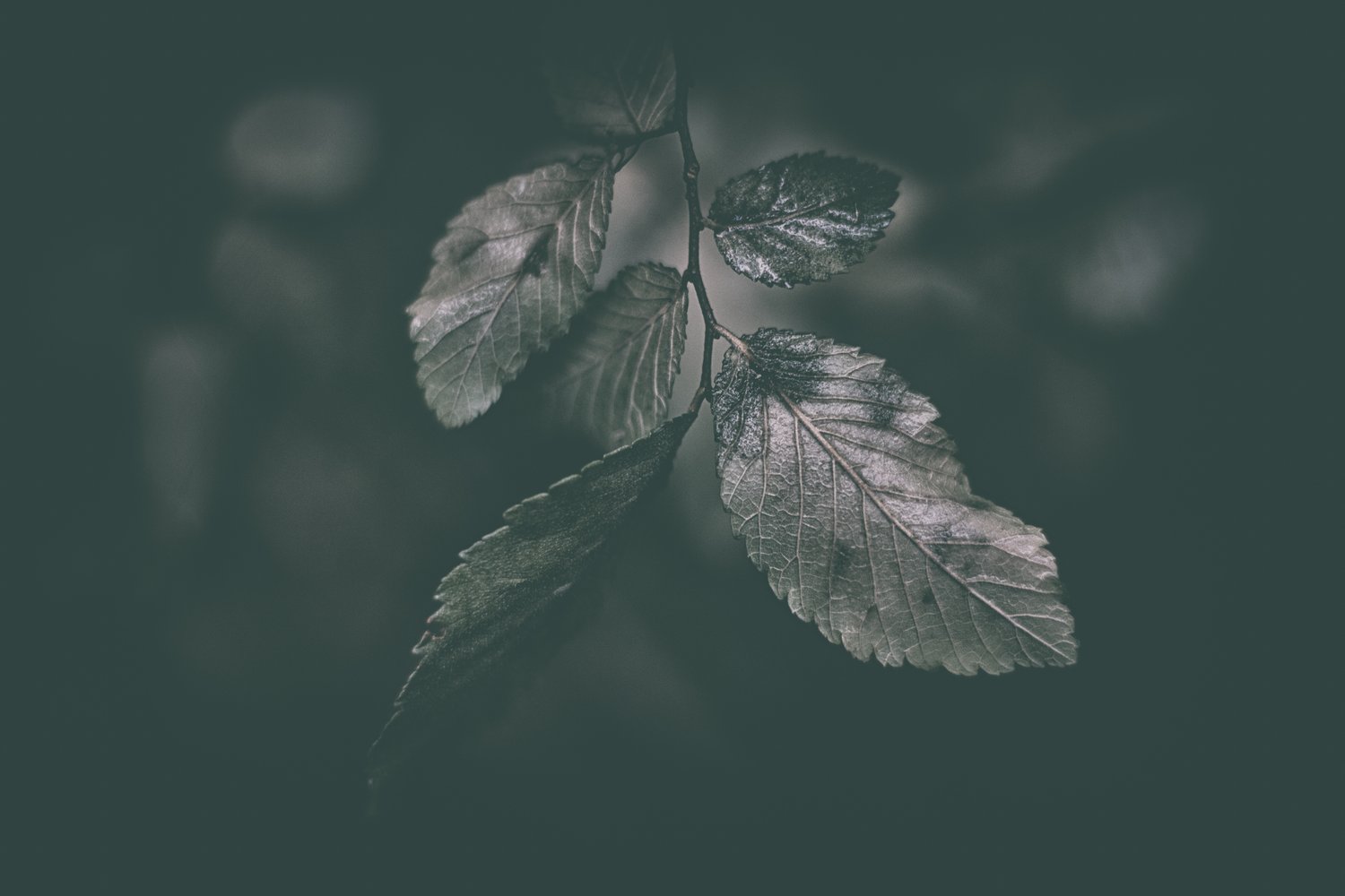 Image of Wet Leaves