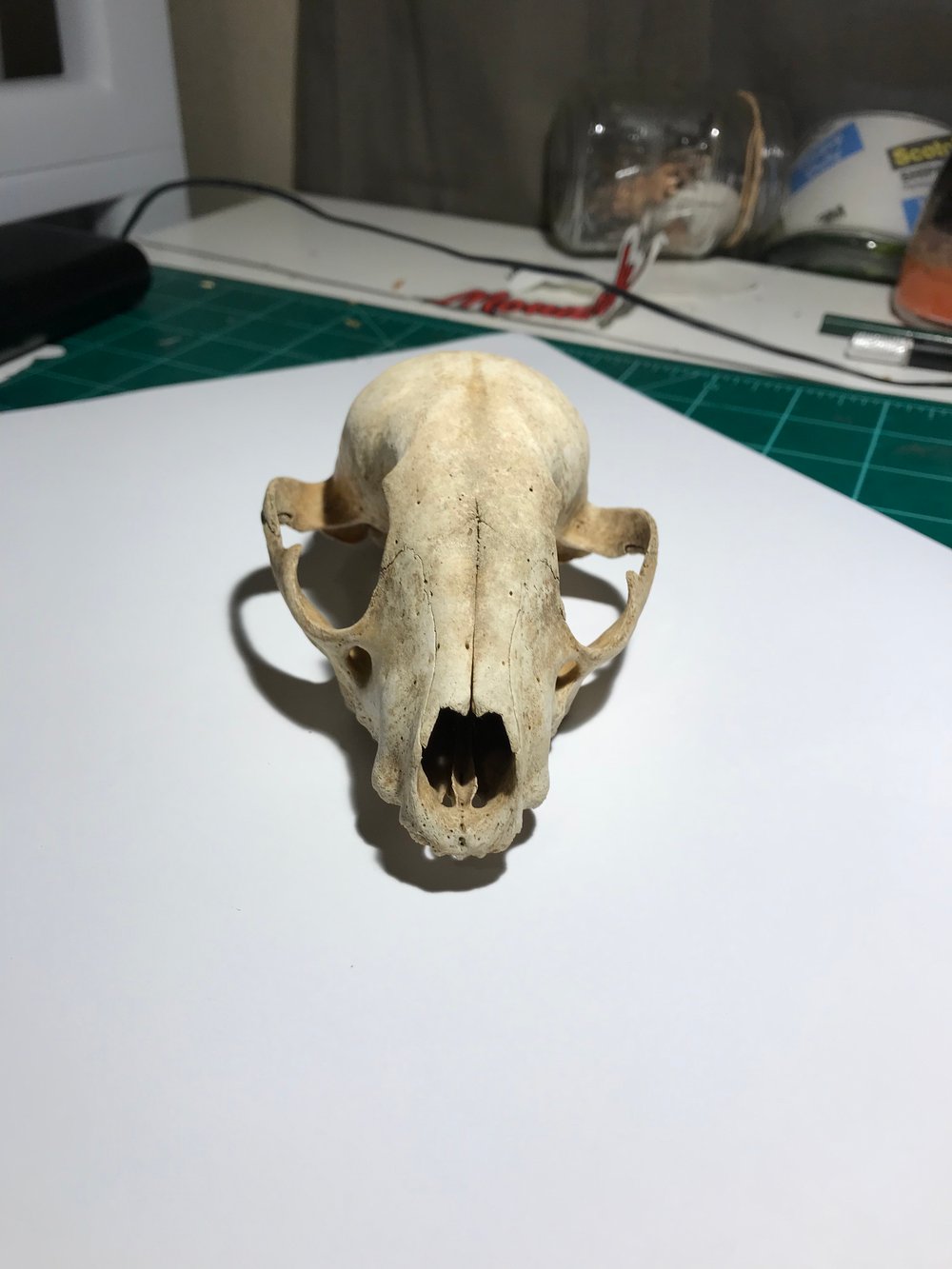Image of Raccoon Skull