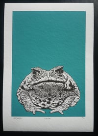 Image 1 of 'toad one' 