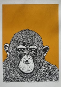 Image 2 of 'chimp peace' 