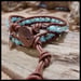 Image of Double Wrap Bracelet - Blue Sand Dollar