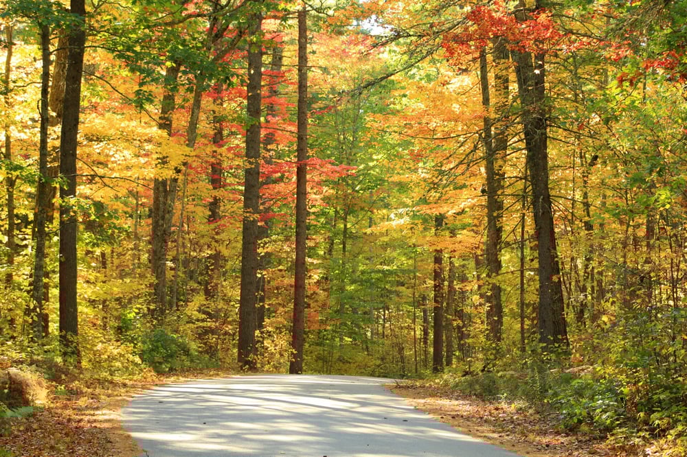 Image of Maine Foliage Print