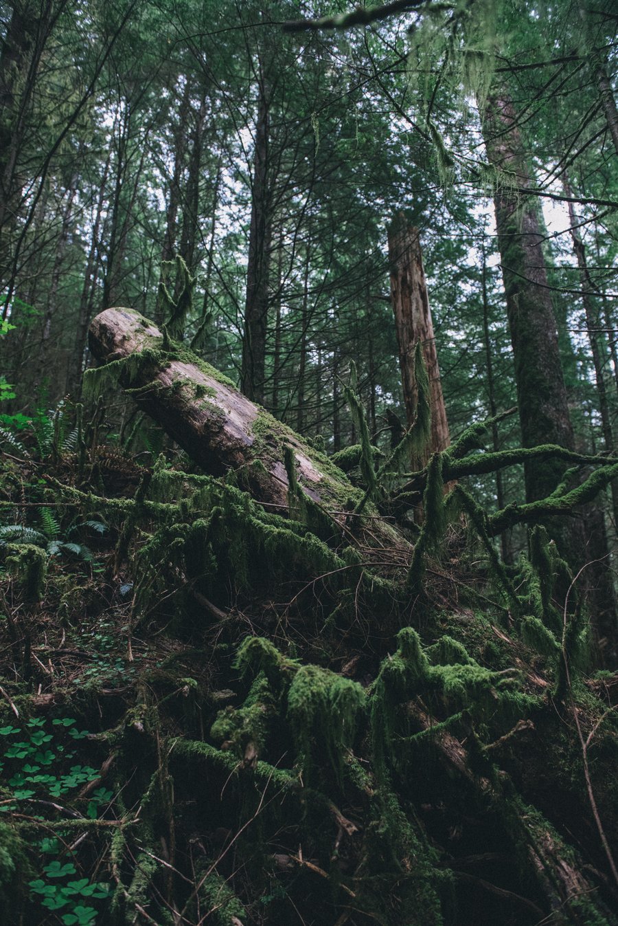 Image of yearning for light & a breath