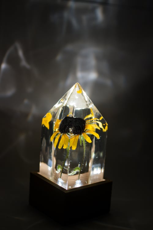 Image of Black-Eyed Susan (Rudbeckia hirta) - Floral Prism Nightlight #2