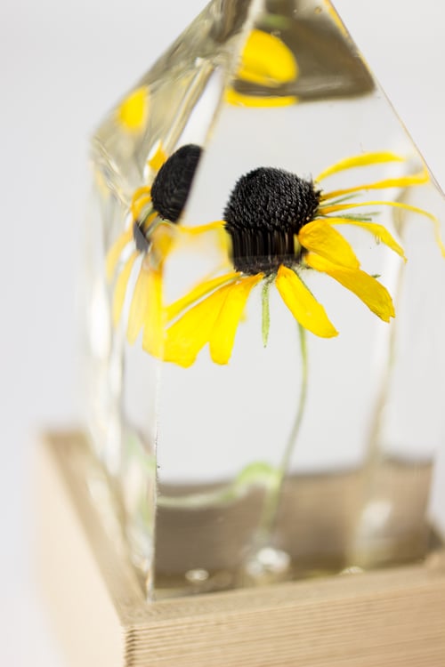 Image of Black-Eyed Susan (Rudbeckia hirta) - Floral Prism Nightlight #2