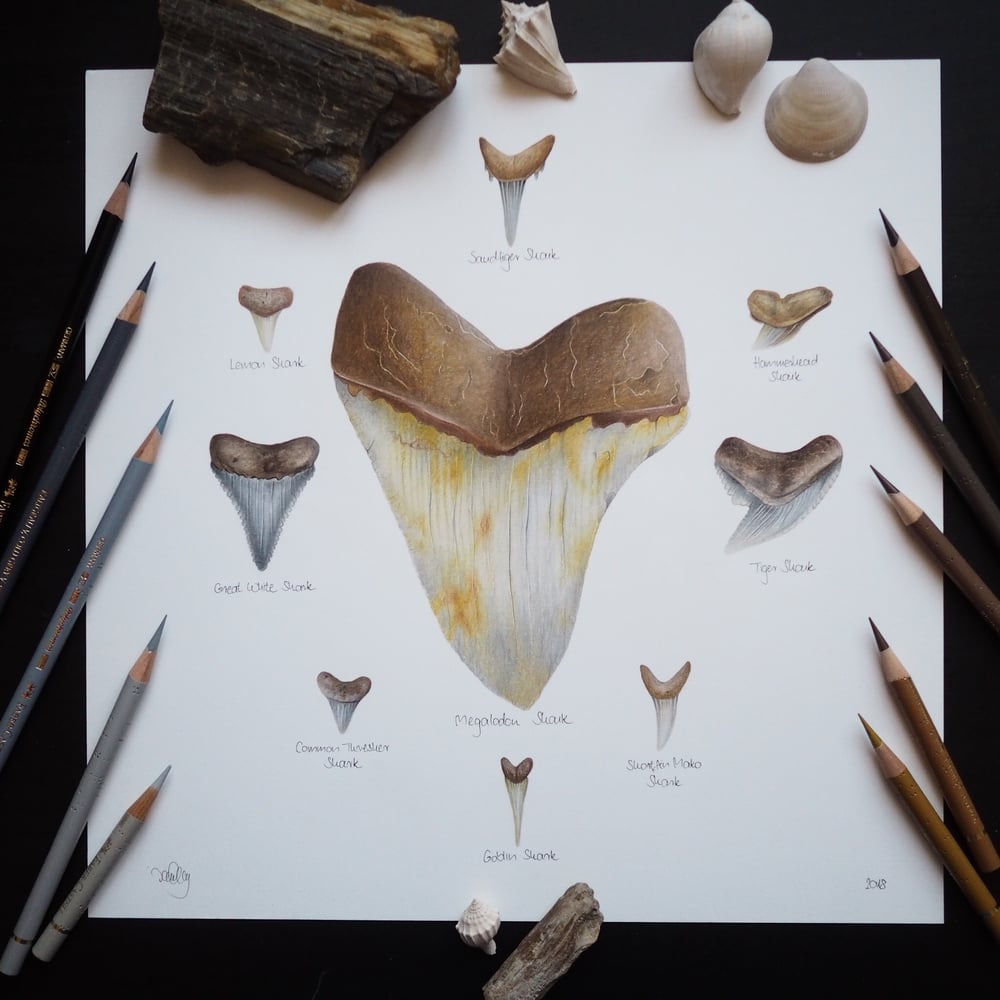 Image of Fossil Shark Teeth Collection Recycled Paper Fine Art Print Extra Heavyweight Matte
