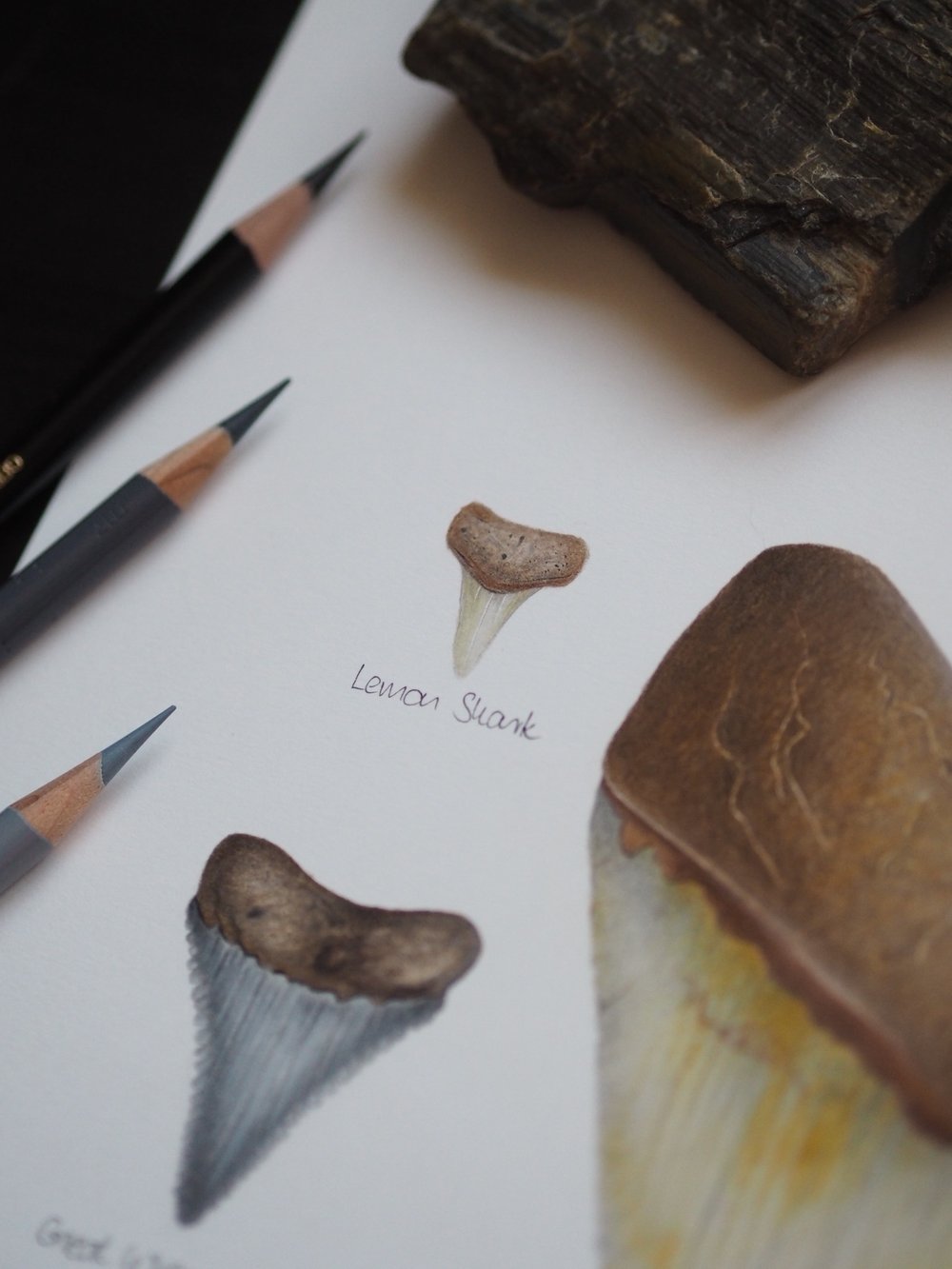 Image of Fossil Shark Teeth Collection Recycled Paper Fine Art Print Extra Heavyweight Matte