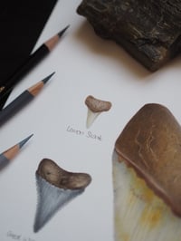 Image 5 of Fossil Shark Teeth Collection Recycled Paper Fine Art Print Extra Heavyweight Matte