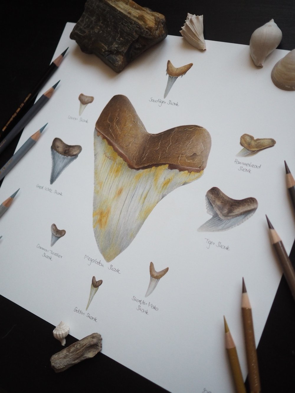 Fossil Shark Teeth Collection Recycled Paper Fine Art Print Extra Heavyweight Matte