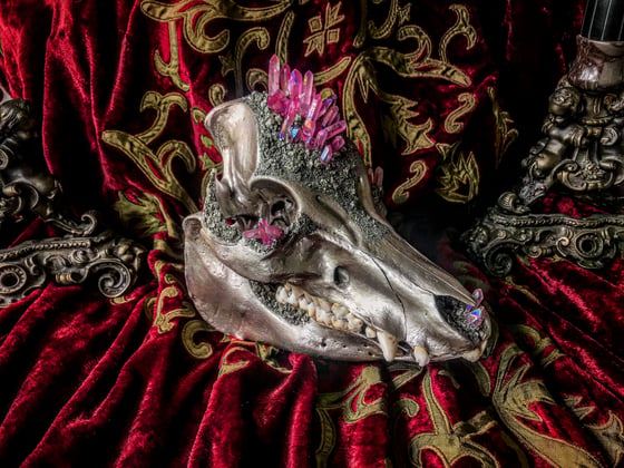 Image of Light Pink Titanium Quartz - Hog Skull