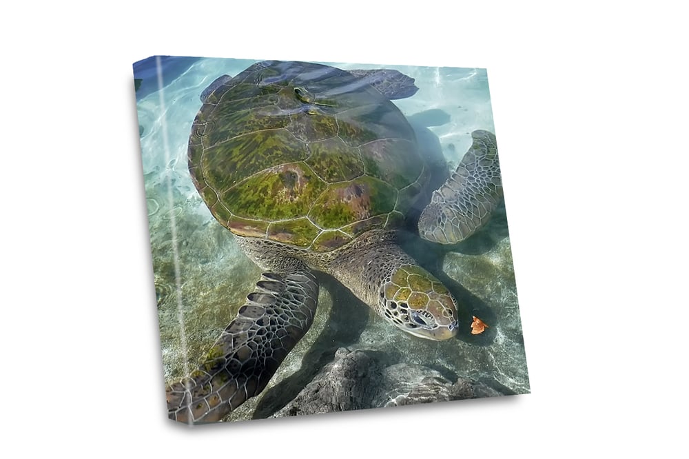 Image of Green Sea Turtle Canvas