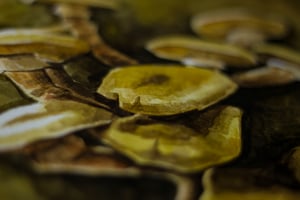 Image of Autumn Fungi