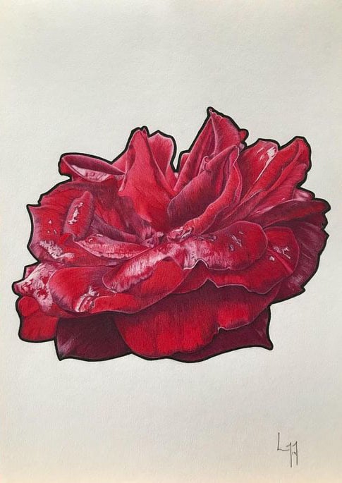 Red Rose Coloured Pencil Drawing Art By Lam