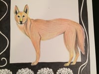 Image 1 of “D” (Dingo)