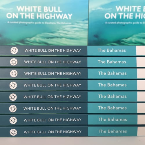 Image of White Bull on the Highway