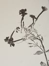 Summer Florals - A3 - Original Botanical Monoprint 