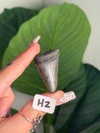 Image 8 of SMALL MEGALODON TEETH -SOUTH CAROLINA- CHOOSE YOUR OWN LOT 2 