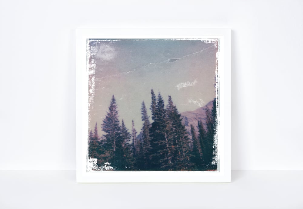 Image of polaroid national park series: pines: glacier