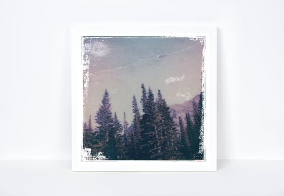 Image of polaroid national park series: pines: glacier