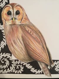 Image 2 of “O” (owl)