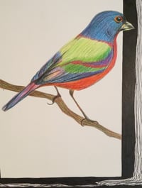 Image 1 of “P” (painted bunting)