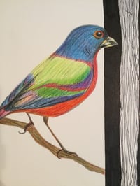 Image 2 of “P” (painted bunting)