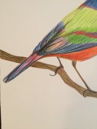 Image 4 of “P” (painted bunting)