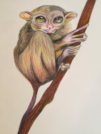 Image 1 of “T” (tarsier)