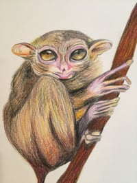 Image 3 of “T” (tarsier)