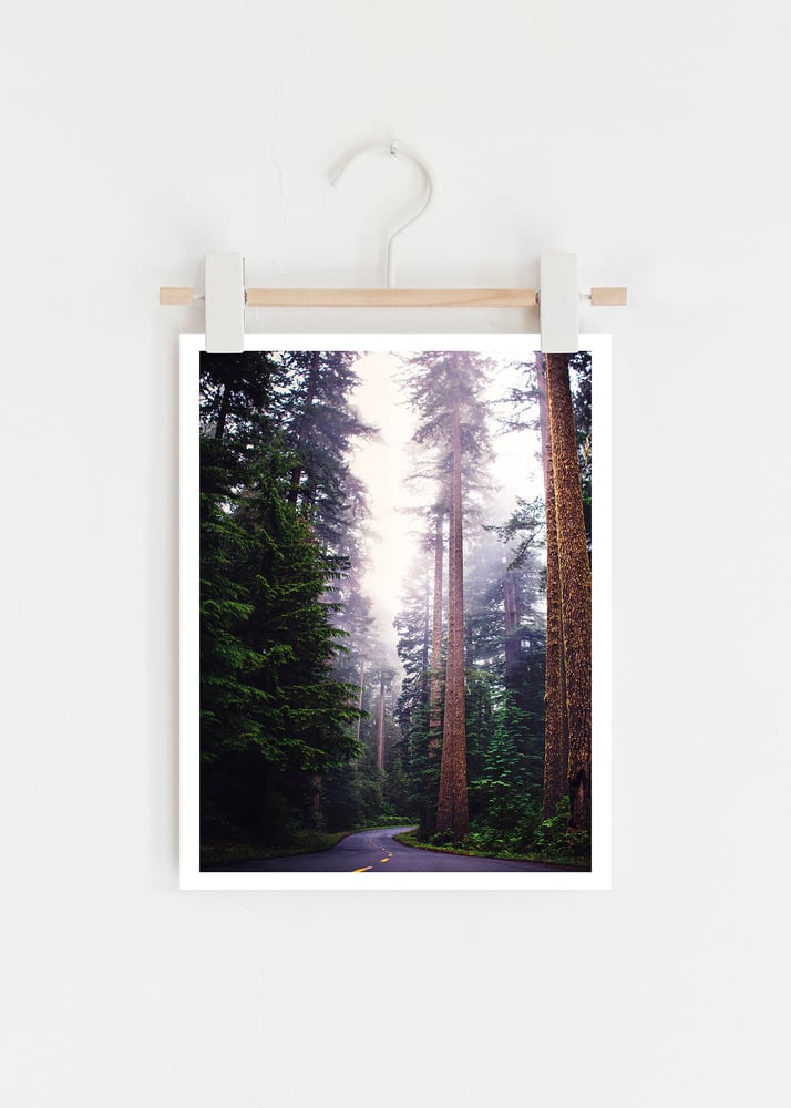 Image of redwoods