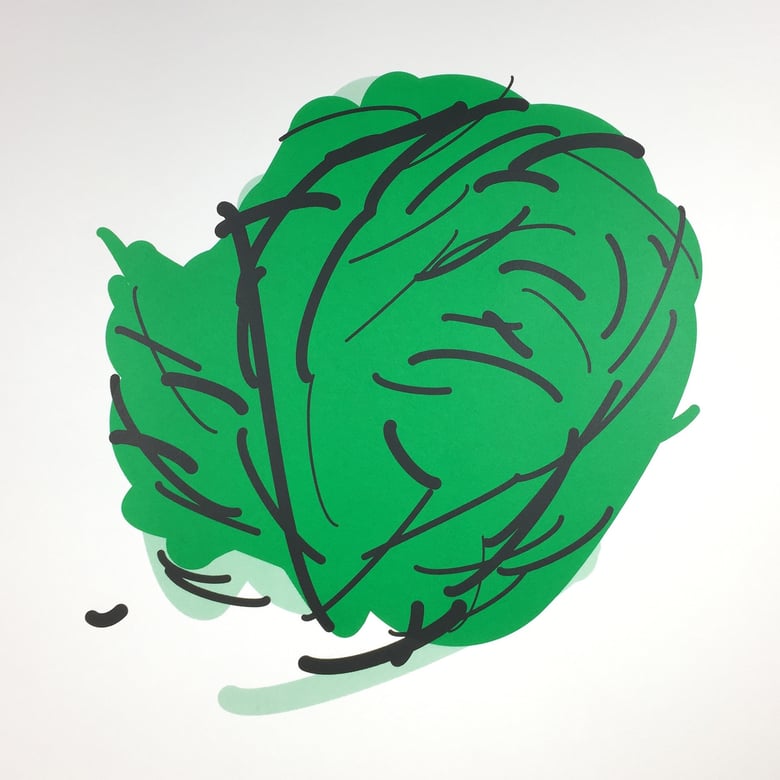 Image of Head of Cabbage (large)