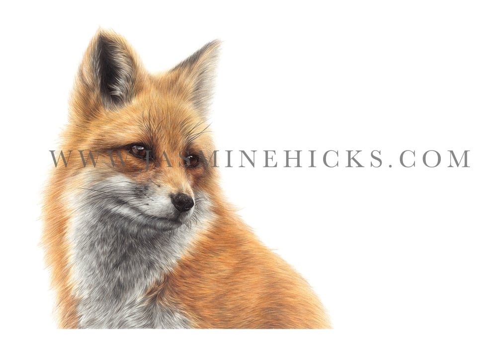 Image of Fox