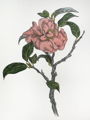 Layla Walter Camellia Watercolours