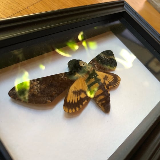 Image of Acherontia Atropos - deaths head moth
