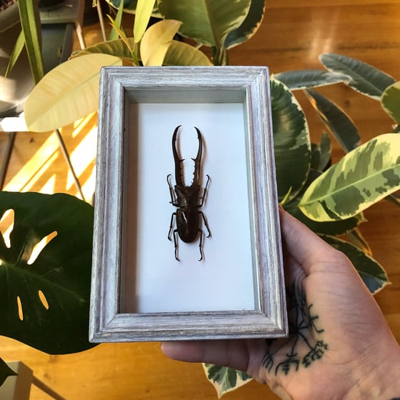 Image of Cyclommatus metallifer - stag beetle