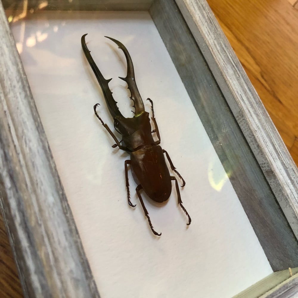 Image of Cyclommatus metallifer - stag beetle