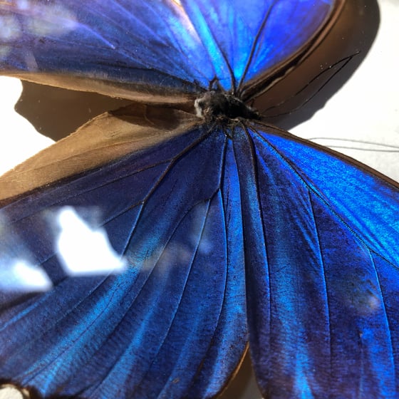 Image of Giant Blue Morpho Butterfly