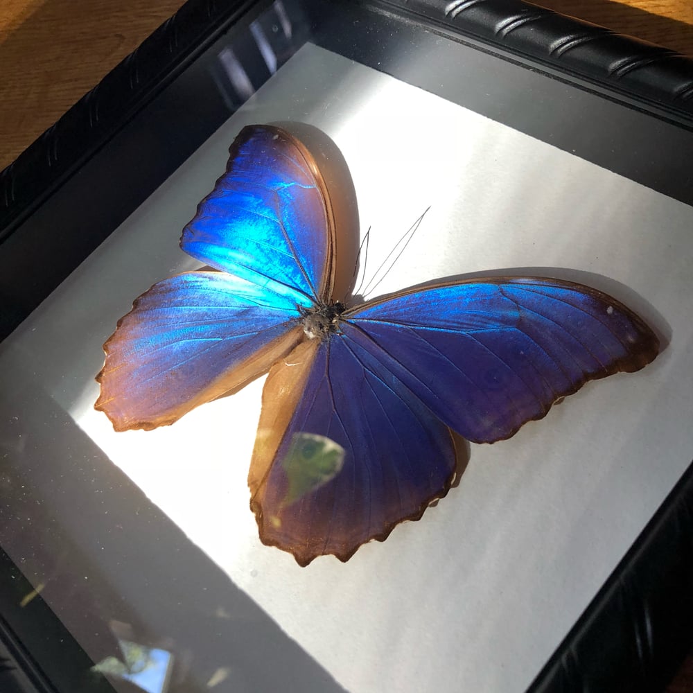 Image of Giant Blue Morpho Butterfly