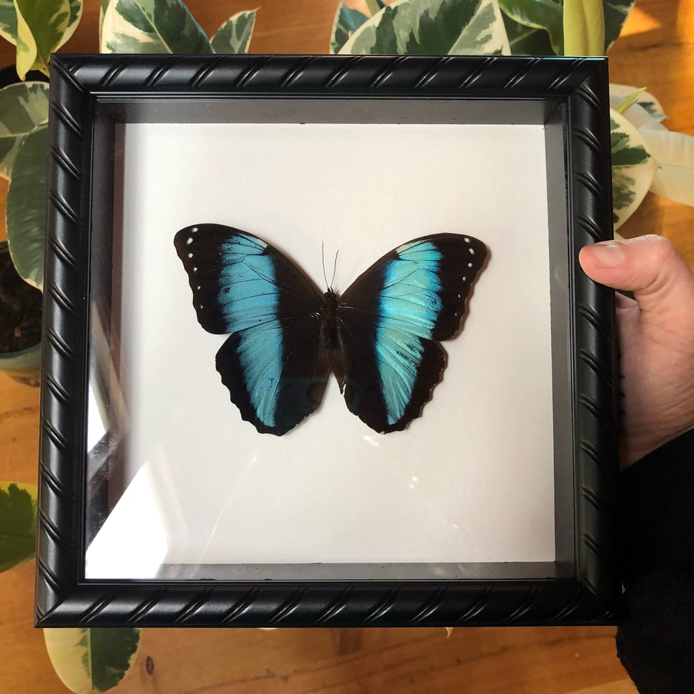 Image of Common Blue Morpho Butterfly