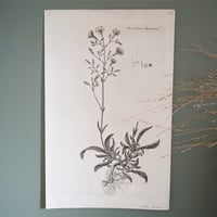 Image 3 of Planches De Botanique Crepide, Flora Danica, Periploca